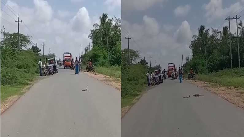 Viral Video: ರಸ್ತೆ ಮಧ್ಯೆ ಹಾವು ಮುಂಗುಸಿ ನಡುವೆ ಭರ್ಜರಿ ಫೈಟ್​! ಈ ಸೆಣಸಾಟದಲ್ಲಿ ಗೆದ್ದಿದ್ಯಾರು?