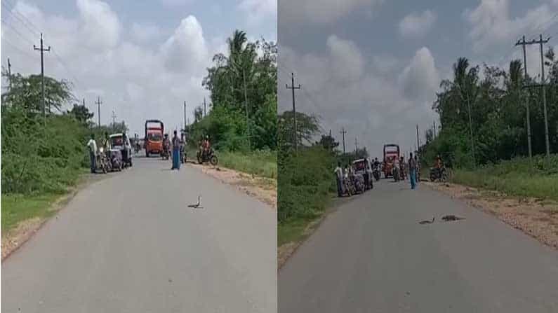 Viral Video: ರಸ್ತೆ ಮಧ್ಯೆ ಹಾವು ಮುಂಗುಸಿ ನಡುವೆ ಭರ್ಜರಿ ಫೈಟ್! ಈ ಸೆಣಸಾಟದಲ್ಲಿ ಗೆದ್ದಿದ್ಯಾರು? Viral Video: ರಸ್ತೆ ಮಧ್ಯೆ ಹಾವು ಮುಂಗುಸಿ ನಡುವೆ ಭರ್ಜರಿ ಫೈಟ್! ಈ ಸೆಣಸಾಟದಲ್ಲಿ ಗೆದ್ದಿದ್ಯಾರು?