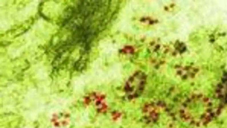 Green Fungus: ಗ್ರೀನ್ ಫಂಗಸ್ ಲಕ್ಷಣಗಳೇನು? ಸೋಂಕು ತಡೆಗಟ್ಟುವುದು ಹೇಗೆ? ಇಲ್ಲಿದೆ ಮಾಹಿತಿ Green Fungus: ಗ್ರೀನ್ ಫಂಗಸ್ ಲಕ್ಷಣಗಳೇನು? ಸೋಂಕು ತಡೆಗಟ್ಟುವುದು ಹೇಗೆ? ಇಲ್ಲಿದೆ ಮಾಹಿತಿ