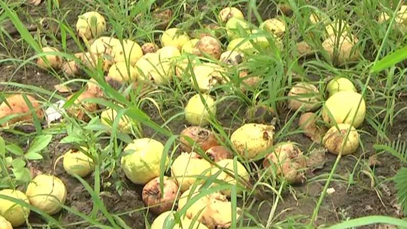Guava fruit: ಭರಪೂರ ಫಸಲು ಬಂದ ಪೇರಲೆ ಹಣ್ಣಿಗೆ ಮಾರುಕಟ್ಟೆಯಲ್ಲಿ ಬೆಲೆ ಇಲ್ಲ; ಧಾರವಾಡದ ರೈತರಲ್ಲಿ ಹೆಚ್ಚಿದ ಆತಂಕ Guava fruit: ಭರಪೂರ ಫಸಲು ಬಂದ ಪೇರಲೆ ಹಣ್ಣಿಗೆ ಮಾರುಕಟ್ಟೆಯಲ್ಲಿ ಬೆಲೆ ಇಲ್ಲ; ಧಾರವಾಡದ ರೈತರಲ್ಲಿ ಹೆಚ್ಚಿದ ಆತಂಕ