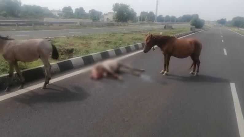 ಅಪಘಾತದಲ್ಲಿ ಮೃತಪಟ್ಟ ಮರಿ ಕುದುರೆಗಾಗಿ ಹಂಬಲಿಸಿದ ತಾಯಿ ಕುದುರೆ; ಸಂಜೆವರೆಗೂ ರಸ್ತೆಯಲ್ಲೇ ನಿಂತ ದೃಶ್ಯ ಮೊಬೈಲ್ನಲ್ಲಿ ಸೆರೆ ಅಪಘಾತದಲ್ಲಿ ಮೃತಪಟ್ಟ ಮರಿ ಕುದುರೆಗಾಗಿ ಹಂಬಲಿಸಿದ ತಾಯಿ ಕುದುರೆ; ಸಂಜೆವರೆಗೂ ರಸ್ತೆಯಲ್ಲೇ ನಿಂತ ದೃಶ್ಯ ಮೊಬೈಲ್ನಲ್ಲಿ ಸೆರೆ