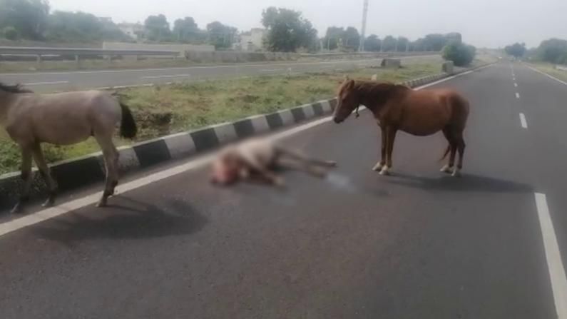 ಅಪಘಾತದಲ್ಲಿ ಮೃತಪಟ್ಟ ಮರಿ ಕುದುರೆಗಾಗಿ ಹಂಬಲಿಸಿದ ತಾಯಿ ಕುದುರೆ; ಸಂಜೆವರೆಗೂ ರಸ್ತೆಯಲ್ಲೇ ನಿಂತ ದೃಶ್ಯ ಮೊಬೈಲ್​ನಲ್ಲಿ ಸೆರೆ