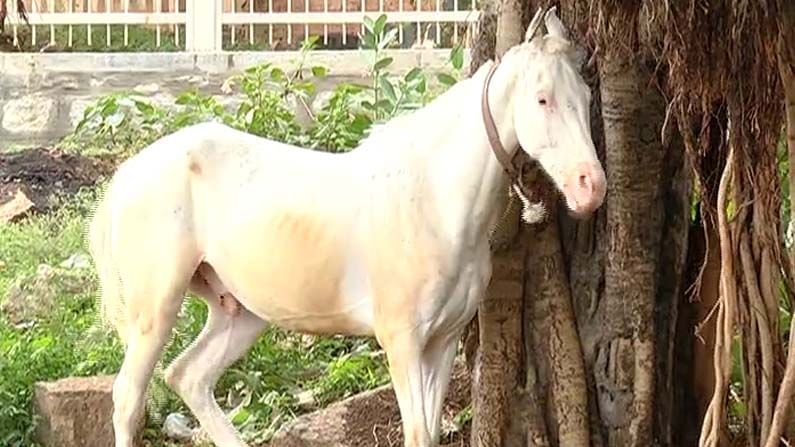 ಮಂಡ್ಯದ ಪ್ರವಾಸಿ ತಾಣ ಬಂದ್; ಲಾಕ್​ಡೌನ್​ನಿಂದ ಕುದುರೆ ನಂಬಿ ಬದುಕುತ್ತಿದ್ದ 40 ಕ್ಕೂ ಹೆಚ್ಚು ಕುಟುಂಬಕ್ಕೆ ಸಂಕಷ್ಟ