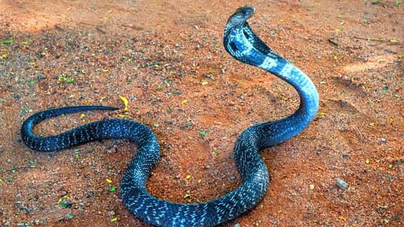 ಇದೇ ಮೊದಲ ಬಾರಿಗೆ ಹಿಮಾಚಲ ಪ್ರದೇಶದಲ್ಲಿ ಕಿಂಗ್ ಕೋಬ್ರಾ ಪತ್ತೆ