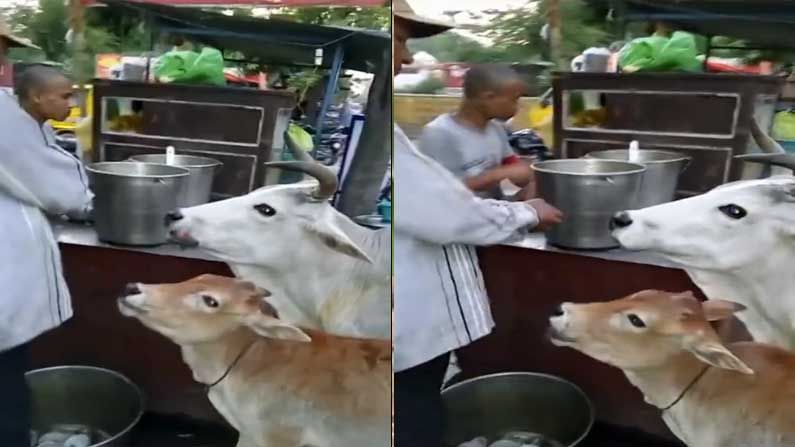 Viral Video: ಪಾನಿಪುರಿ ಮಹಿಮೆಯೆ ಹೀಗೆ.. ನೋಡಿದಾಕ್ಷಣ ಹಸುಗಳ ಬಾಯಲ್ಲೂ ನೀರು! ವಿಡಿಯೋ ನೋಡಿ