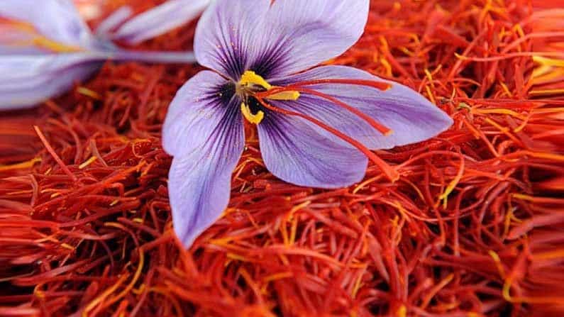 Saffron: ಕೇಸರಿ ಯಾಕೆ ತುಂಬಾ ದುಬಾರಿ ಎಂಬ ಪ್ರಶ್ನೆ ನಿಮ್ಮಲ್ಲಿದ್ದರೆ, ಅದರ ಕೃಷಿ ಪ್ರಕ್ರಿಯೆ ಬಗ್ಗೆ ತಿಳಿಯಿರಿ