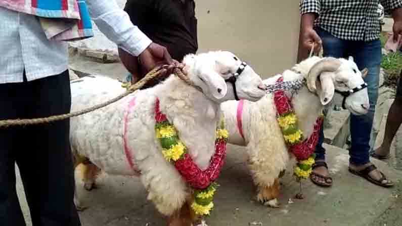 ಬಕ್ರೀದ್ ಸ್ಪೆಷಲ್: 1.25 ಲಕ್ಷ ರೂ.ಗೆ ಬಂಡೂರು ತಳಿಯ 2 ಟಗರು ಮಾರಾಟ ಬಕ್ರೀದ್ ಸ್ಪೆಷಲ್: 1.25 ಲಕ್ಷ ರೂ.ಗೆ ಬಂಡೂರು ತಳಿಯ 2 ಟಗರು ಮಾರಾಟ