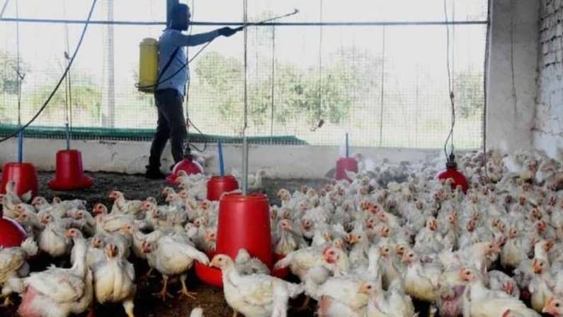 Bird Flu: ದೇಶದಲ್ಲಿ ಹಕ್ಕಿ ಜ್ವರಕ್ಕೆ ಮೊದಲ ಸಾವು; ದೆಹಲಿಯಲ್ಲಿ 12 ವರ್ಷದ ಬಾಲಕನ ಪ್ರಾಣ ತೆಗೆದ ಎಚ್​5ಎನ್​1