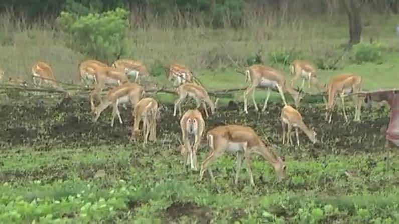 ಜಿಂಕೆ ಕಾಟಕ್ಕೆ ಅನ್ನದಾತರ ಪರದಾಟ; ಬೀದರ್ ರೈತರು ಹೈರಾಣು ಜಿಂಕೆ ಕಾಟಕ್ಕೆ ಅನ್ನದಾತರ ಪರದಾಟ; ಬೀದರ್ ರೈತರು ಹೈರಾಣು