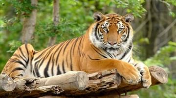 International Tiger Day 2021: ಮಾನವನ ಜೀವನದಲ್ಲಿ ಹುಲಿಯೂ ಬಹು ಮುಖ್ಯ ಪಾತ್ರವನ್ನು ಹೊಂದಿದೆ; ಈ ಕುರಿತ ಕುತೂಹಲಕರ ಸಂಗತಿಗಳು ಇಲ್ಲಿವೆ