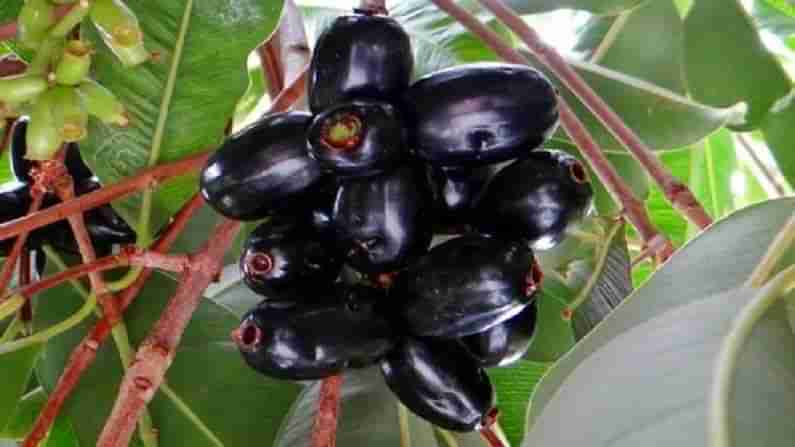 Jamun Side Effect: ನಿಮಗಿಷ್ಟದ ನೇರಳೆ ಹಣ್ಣಿನ ಸೇವನೆ ಆರೋಗ್ಯಕ್ಕೆ ಎಷ್ಟೆಲ್ಲಾ ಹಾನಿ ಎಂಬುದು ತಿಳಿದಿದೆಯೇ?