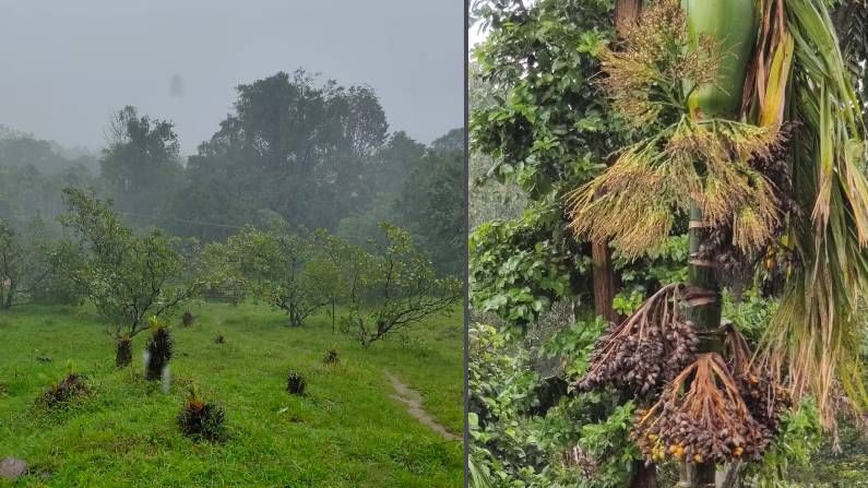 ಮುಂಗಾರು ದುರ್ಬಲಗೊಂಡರೂ ಮಲೆನಾಡು, ಕರಾವಳಿ ಭಾಗವನ್ನು ಬಿಡದ ಮಳೆ; ಅಡಿಕೆ ಬೆಳೆಗೆ ಕೊಳೆ ರೋಗ, ರೈತರು ಕಂಗಾಲು