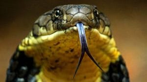 Shocking News: ಹಾವು ಕಡಿತಕ್ಕೆ ಸೇಡು ತೀರಿಸಿಕೊಳ್ಳಲು ಹಾವನ್ನೇ ಜಗಿದ ಕುಡಿದು ಅಮಲಿನಲ್ಲಿದ್ದ ಯುವಕರು!