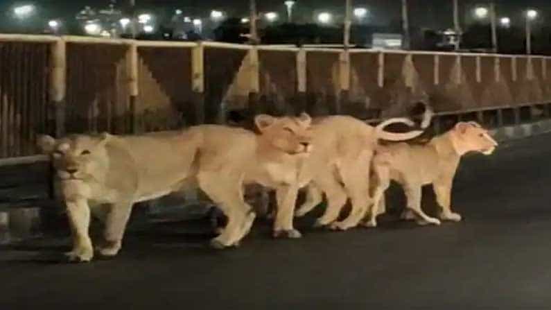Viral Video: ದಾರಿ ತಪ್ಪಿ ರಸ್ತೆಗೆ ಬಂದು ಅಲೆದಾಡುತ್ತಿರುವ 5 ಸಿಂಹಗಳು; ದೃಶ್ಯ ಕ್ಯಾಮರಾದಲ್ಲಿ ಸೆರೆ Viral Video: ದಾರಿ ತಪ್ಪಿ ರಸ್ತೆಗೆ ಬಂದು ಅಲೆದಾಡುತ್ತಿರುವ 5 ಸಿಂಹಗಳು; ದೃಶ್ಯ ಕ್ಯಾಮರಾದಲ್ಲಿ ಸೆರೆ