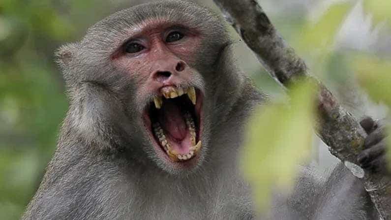 Monkey B Virus: ಚೀನಾದಲ್ಲಿ ಮಂಕಿ ಬಿ ವೈರಸ್ಗೆ ಮೊದಲ ಸಾವು; ಕೊರೊನಾ ನಡುವೆಯೇ ಮತ್ತೊಂದು ವೈರಾಣು ಪ್ರತ್ಯಕ್ಷ, ನಿಯಂತ್ರಣ ಹೇಗೆ? Monkey B Virus: ಚೀನಾದಲ್ಲಿ ಮಂಕಿ ಬಿ ವೈರಸ್ಗೆ ಮೊದಲ ಸಾವು; ಕೊರೊನಾ ನಡುವೆಯೇ ಮತ್ತೊಂದು ವೈರಾಣು ಪ್ರತ್ಯಕ್ಷ, ನಿಯಂತ್ರಣ ಹೇಗೆ?
