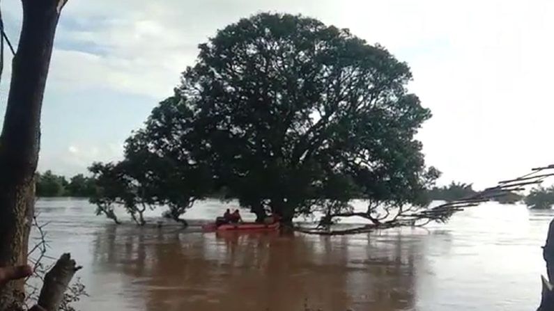 ಹಾವೇರಿ: ಮಾವಿನಮರ ಜಲಾವೃತ; ಆಹಾರ ಸಿಗದೆ ಮರದಲ್ಲಿ ಮಂಗಗಳ ಪರದಾಟ