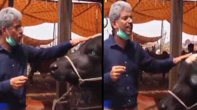 ಎಮ್ಮೆಯ ಸಂದರ್ಶನ ಮಾಡಿದ ಪಾಕಿಸ್ತಾನದ ವರದಿಗಾರ! ಪ್ರಶ್ನೆಗೆ ಎಮ್ಮೆಯ ಉತ್ತರ ಏನಿತ್ತು? ವಿಡಿಯೋ ವೈರಲ್ ಎಮ್ಮೆಯ ಸಂದರ್ಶನ ಮಾಡಿದ ಪಾಕಿಸ್ತಾನದ ವರದಿಗಾರ! ಪ್ರಶ್ನೆಗೆ ಎಮ್ಮೆಯ ಉತ್ತರ ಏನಿತ್ತು? ವಿಡಿಯೋ ವೈರಲ್