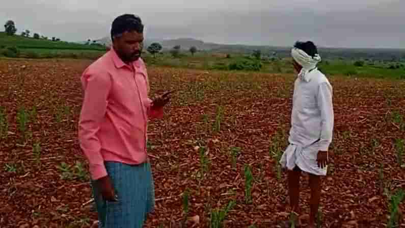 ದಾವಣಗೆರೆ: ಕುರಿ ಬಿಟ್ಟು ಮೆಕ್ಕೆಜೋಳ ಮೇಯಿಸಿದ ದುಷ್ಕರ್ಮಿಗಳು; 20 ಎಕರೆಯಲ್ಲಿದ್ದ ಬೆಳೆ ನಾಶ