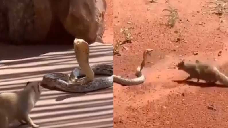 Viral Video: ಹಾವು- ಮುಂಗುಸಿ ನಡುವೆ ಜಟಾಪಟಿ; ಗೆದ್ದವರಾರು? ಸೋತವರಾರು? Viral Video: ಹಾವು- ಮುಂಗುಸಿ ನಡುವೆ ಜಟಾಪಟಿ; ಗೆದ್ದವರಾರು? ಸೋತವರಾರು?