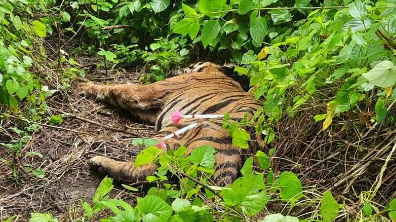 TIGER DEATH