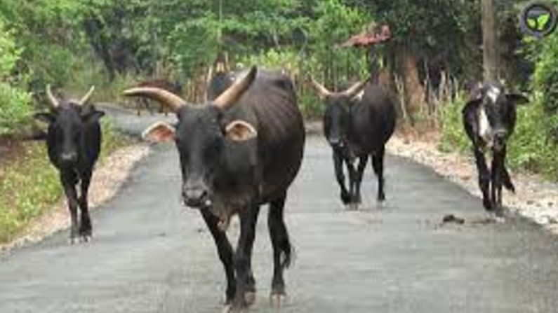 ದೇಸಿ ಗೋತಳಿ ಹೆಚ್ಚಿಸಲು ವೀರ ಮರಣ ಹೊಂದಿದ ಯೋಧರ ಪತ್ನಿಯರಿಗೆ, ದೇವದಾಸಿಯರಿಗೆ, ಶವಸಂಸ್ಕಾರ ಕಾರ್ಮಿಕರಿಗೆ ಹಾಗೂ ವಿಧವೆಯರಿಗೆ ಹೆಣ್ಣುಕರು ವಿತರಣೆ