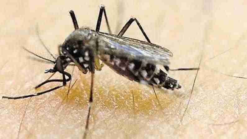 Zika virus ಕೇರಳದಲ್ಲಿ ಮೊದಲ ಬಾರಿ ಝಿಕಾ ವೈರಸ್ ಪತ್ತೆ : ಜಿಲ್ಲೆಗಳಲ್ಲಿ ಎಚ್ಚರಿಕೆ ವಹಿಸಲು ನಿರ್ದೇಶನ