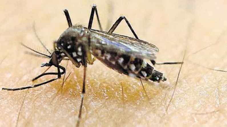 Zika Virus: ಕೇರಳದಲ್ಲಿ ಇಂದು ಮತ್ತೆ 5 ಝಿಕಾ ವೈರಸ್ ಪ್ರಕರಣಗಳು ಪತ್ತೆ; ಏಪ್ರಿಲ್ನಲ್ಲೇ ಈ ಜ್ವರ ಪ್ರಾರಂಭವಾಗಿದೆಯೆಂದ ವೈದ್ಯರು