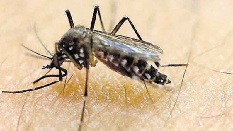 Zika virus ಕೇರಳದಲ್ಲಿ ಮೊದಲ ಬಾರಿ ಝಿಕಾ ವೈರಸ್ ಪತ್ತೆ : ಜಿಲ್ಲೆಗಳಲ್ಲಿ ಎಚ್ಚರಿಕೆ ವಹಿಸಲು ನಿರ್ದೇಶನ