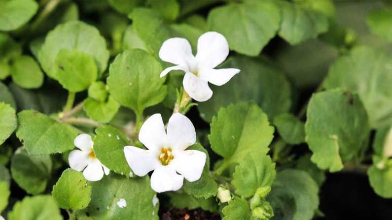 Ayurvedic Herb Brahmi: ಬ್ರಾಹ್ಮೀ ಎಲೆಯಲ್ಲಿರುವ ಔಷಧೀಯ ಗುಣ ತಿಳಿಯಿರಿ; ನೆನಪಿನ ಶಕ್ತಿ ಹೆಚ್ಚಿಸಿಕೊಳ್ಳಲು ಉತ್ತಮ ಔಷಧ