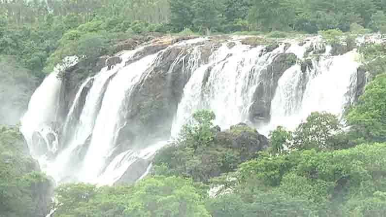 ಬಿಳಿ ನೊರೆಯ ಹಾಲಿನಂತೆ ಧುಮ್ಮಿಕ್ಕುತ್ತಿದ್ದಾಳೆ ಕಾವೇರಿ, ಪ್ರವಾಸಿಗರನ್ನು ಮೋಡಿ ಮಾಡುತ್ತಿದೆ ಭರಚುಕ್ಕಿ