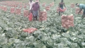 ಕೃಷಿ ಕ್ಷೇತ್ರದಲ್ಲಿ ಹೊಸ ಕ್ರಾಂತಿ; ಒಂದು ಎಕರೆ ಜಮೀನಿನಲ್ಲಿ ಕ್ಯಾಬೇಜ್ ಬೆಳೆದು ಬಂಪರ್ ಆದಾಯ ಪಡೆದ ಹಾವೇರಿ ಯುವಕ