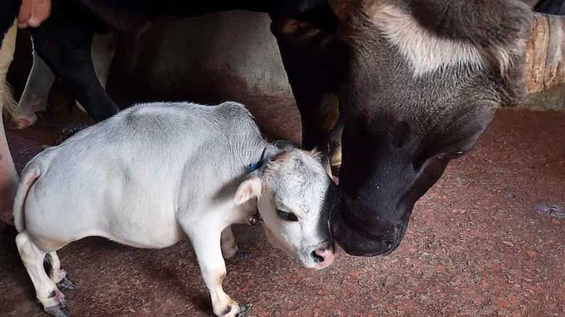 ವಿಶ್ವದಲ್ಲಿಯೇ ಅತಿ ಚಿಕ್ಕ ಹಸುವಿದು! ಬಾಂಗ್ಲಾದೇಶದ ಕುಬ್ಜ ಹಸುವಿನ ಆಕರ್ಷಣೆಗೆ ಆಶ್ಚರ್ಯಗೊಂಡ ಪ್ರವಾಸಿಗರು