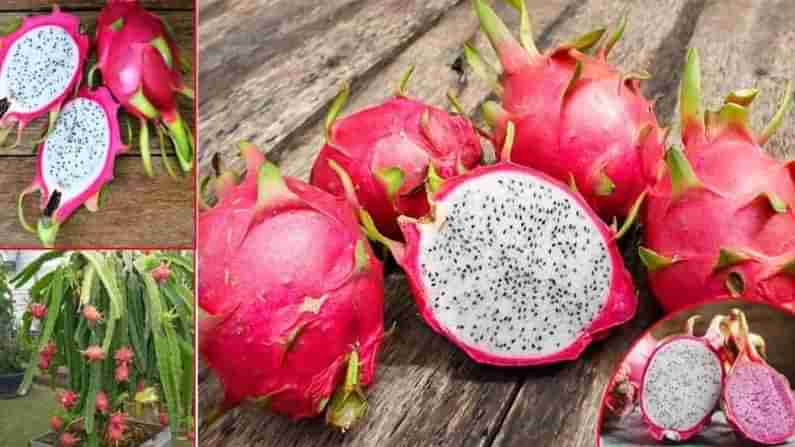 Dragon fruit Benefits: ಡ್ರ್ಯಾಗನ್​ ಫ್ರೂಟ್ ಆರೋಗ್ಯಕರ ಪ್ರಯೋಜನಗಳ ಬಗ್ಗೆ ನೀವು ತಿಳಿದರೆ ಇಂದೇ ಖರೀದಿಸಿ, ಸೇವಿಸುವ ಅಭ್ಯಾಸ ಮಾಡಿಕೊಳ್ಳುವಿರಿ