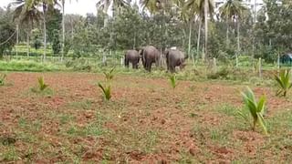 ಕೊಲೆ ಆರೋಪಿಗಳ ಮೇಲೆ ಪೊಲೀಸರಿಂದ ಗುಂಡಿನ ದಾಳಿ.. ಇಬ್ಬರು ಆರೋಪಿಗಳ ಕಾಲಿಗೆ ಏಟು