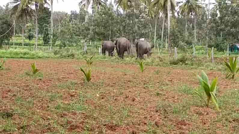 2 ದಿನಗಳ ಕಾರ್ಯಾಚರಣೆ ಬಳಿಕ 3 ಆನೆಗಳನ್ನು ಕಾಡಿಗೆ ಕಳಿಸಿದ ಮೈಸೂರು ಅರಣ್ಯ ಸಿಬ್ಬಂದಿ 2 ದಿನಗಳ ಕಾರ್ಯಾಚರಣೆ ಬಳಿಕ 3 ಆನೆಗಳನ್ನು ಕಾಡಿಗೆ ಕಳಿಸಿದ ಮೈಸೂರು ಅರಣ್ಯ ಸಿಬ್ಬಂದಿ