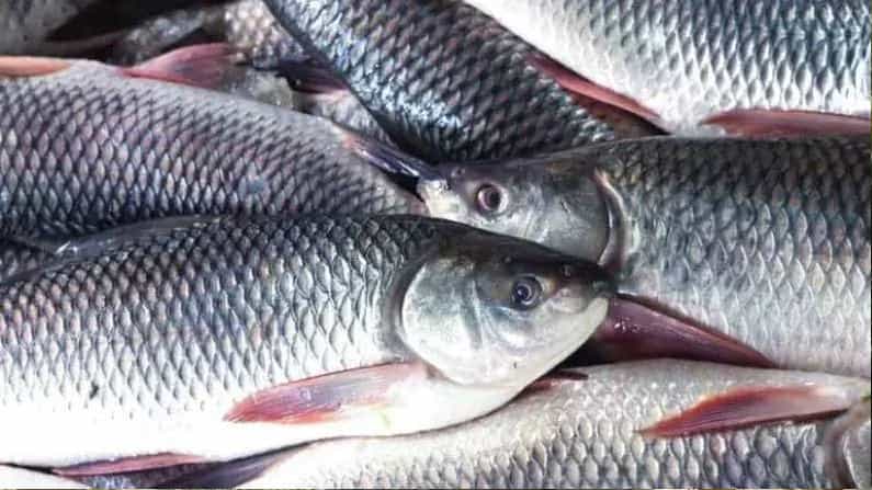 Fish: ಮೀನು ಖರೀದಿಸುವುದು ಹೇಗೆ? ಕಣ್ಣಲೇ ಮೀನಿನ ತಾಜಾತನ ತಿಳಿಯಲು ಈ ಸಲಹೆಗಳನ್ನು ಅನುಸರಿಸಿ Fish: ಮೀನು ಖರೀದಿಸುವುದು ಹೇಗೆ? ಕಣ್ಣಲೇ ಮೀನಿನ ತಾಜಾತನ ತಿಳಿಯಲು ಈ ಸಲಹೆಗಳನ್ನು ಅನುಸರಿಸಿ