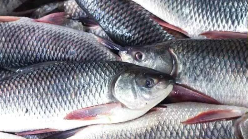 Fish: ಮೀನು ಖರೀದಿಸುವುದು ಹೇಗೆ? ಕಣ್ಣಲೇ ಮೀನಿನ ತಾಜಾತನ ತಿಳಿಯಲು ಈ ಸಲಹೆಗಳನ್ನು ಅನುಸರಿಸಿ - You must follow these five steps while buying fish from market psg Kannada News