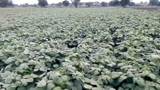 ಕೊರೊನಾ ತೊಲಗಲಿ ಎಂದು ದೇವರ ಮೊರೆಹೋದ ಶಾಸಕ ಗೂಳಿಹಟ್ಟಿ ಶೇಖರ್!