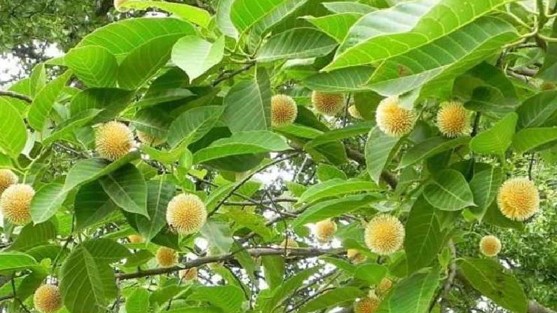 Kadamba Tree: ಕದಂಬ ಮರದ ವಿಶೇಷತೆ ಮತ್ತು ಆರೋಗ್ಯಕರ ಗುಣಗಳ ಬಗ್ಗೆ ತಿಳಿಯಲು, ಒಂದು ಗಿಡ ನೆಟ್ಟು ನೋಡಿ