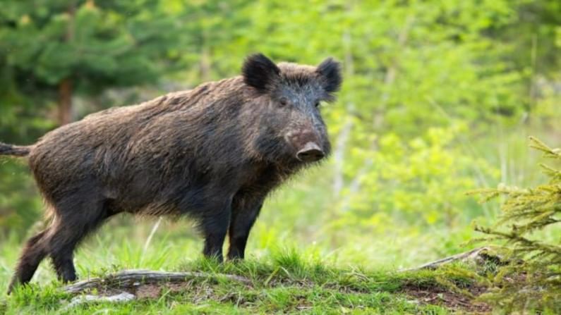 Wild Boar menace: ಕಾಡು ಹಂದಿ ಬೇಟೆಗೆ ಹೈಕೋರ್ಟ್ ಅನುಮತಿ; ಆದರೆ ವನ್ಯಜೀವಿ ಪ್ರಿಯರು ಎತ್ತಿದ್ದಾರೆ ಆಕ್ಷೇಪ!