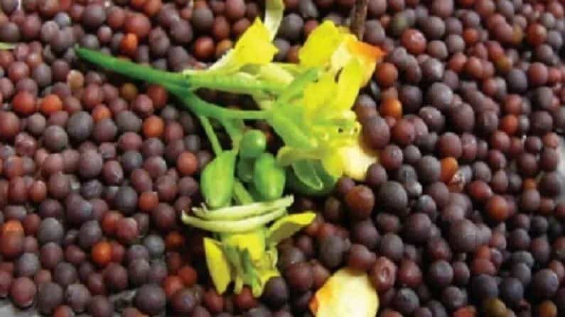 Health Benefits: ಸಾಸಿವೆ ಒಗ್ಗರಣೆಗೆ ಮಾತ್ರವಲ್ಲ; ಆರೋಗ್ಯದಲ್ಲಿ ಉಂಟಾಗುವ ಏರುಪೇರುಗಳಿಗೆ ಸಾಸಿವೆಯೇ ರಾಮಬಾಣ Health Benefits: ಸಾಸಿವೆ ಒಗ್ಗರಣೆಗೆ ಮಾತ್ರವಲ್ಲ; ಆರೋಗ್ಯದಲ್ಲಿ ಉಂಟಾಗುವ ಏರುಪೇರುಗಳಿಗೆ ಸಾಸಿವೆಯೇ ರಾಮಬಾಣ