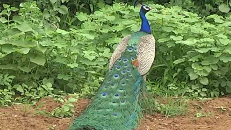 peacock dance  