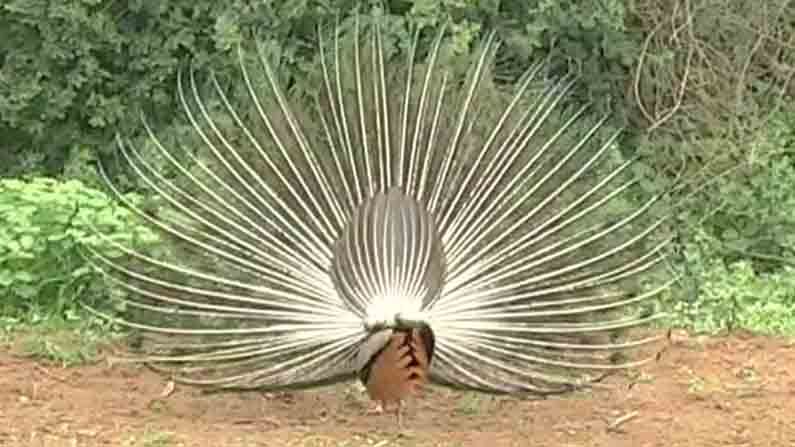 peacock dance  