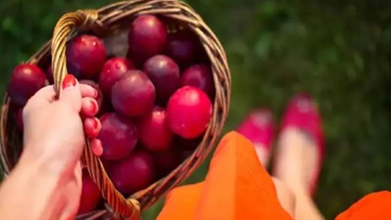 Health Benefits: ಪ್ಲಮ್ ಹಣ್ಣು ಸೇವಿಸಿದ್ದೀರಾ? ಹುಳಿ-ಸಿಹಿ ರುಚಿಯ ಜತೆಗೆ ಇದು ಅನೇಕ ಆರೋಗ್ಯಕರ ಪ್ರಯೋಜನಗಳನ್ನು ಹೊಂದಿದೆ