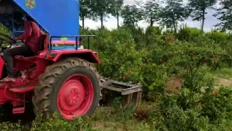 ದಾಳಿಂಬೆ ಬೆಳೆಗೆ ದುಂಡಾಣು ಅಂಗ ಮಾರಿ ರೋಗಬಾಧೆ; ಟ್ರ್ಯಾಕ್ಟರ್ನಿಂದ ಬೆಳೆ ನಾಶಕ್ಕೆ ಮುಂದಾದ ಬಳ್ಳಾರಿ ರೈತ