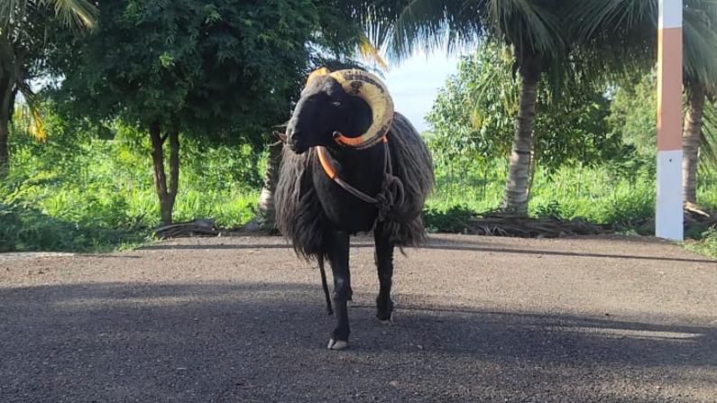 ಬಾಗಲಕೋಟೆ: ಚಾಂಪಿಯನ್‌ ಟಗರಿಗೆ ಬಂಗಾರದ ಬೆಲೆ; ಎಂಟು ಲಕ್ಷ ಕೊಡುತ್ತೇವೆ ಎಂದರೂ ಮಾರದ ಟಗರು ಮಾಲೀಕ