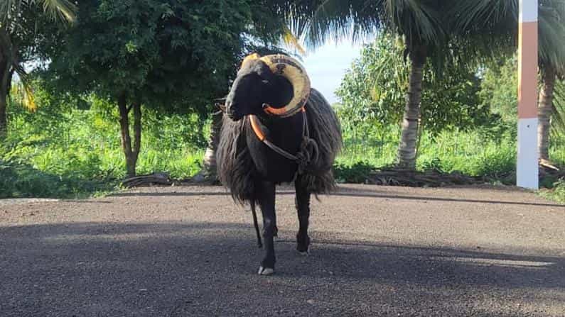 ಬಾಗಲಕೋಟೆ: ಚಾಂಪಿಯನ್ ಟಗರಿಗೆ ಬಂಗಾರದ ಬೆಲೆ; ಎಂಟು ಲಕ್ಷ ಕೊಡುತ್ತೇವೆ ಎಂದರೂ ಮಾರದ ಟಗರು ಮಾಲೀಕ ಬಾಗಲಕೋಟೆ: ಚಾಂಪಿಯನ್ ಟಗರಿಗೆ ಬಂಗಾರದ ಬೆಲೆ; ಎಂಟು ಲಕ್ಷ ಕೊಡುತ್ತೇವೆ ಎಂದರೂ ಮಾರದ ಟಗರು ಮಾಲೀಕ
