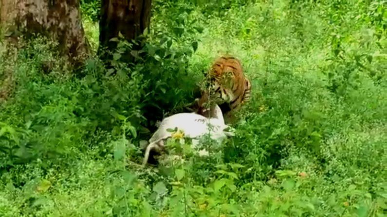 tiger attacks cow and takes away it from thimmapur village in periyapatna 3