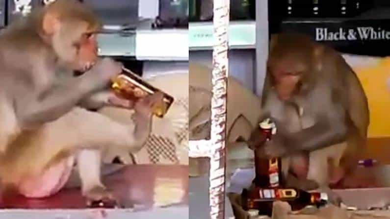 Viral Video: ಕುಡುಕರಿಗೇ ಪೈಪೋಟಿ!; ವಿಸ್ಕಿ ಬಾಟಲ್ ಓಪನ್ ಮಾಡಿ ಗಟಗಟನೆ ಕುಡಿದ ಕೋತಿಯ ವಿಡಿಯೋ ವೈರಲ್ Viral Video: ಕುಡುಕರಿಗೇ ಪೈಪೋಟಿ!; ವಿಸ್ಕಿ ಬಾಟಲ್ ಓಪನ್ ಮಾಡಿ ಗಟಗಟನೆ ಕುಡಿದ ಕೋತಿಯ ವಿಡಿಯೋ ವೈರಲ್