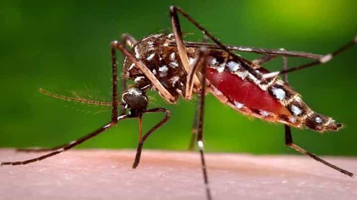 ಗಂಡು ಸೊಳ್ಳೆಗಿಂತ ಹೆಚ್ಚು ಹೆಣ್ಣು ಸೊಳ್ಳೆಗಳೇ ಮನುಷ್ಯರ ರಕ್ತ ಹೀರೋದು ಆಂತ ನಿಮಗೆ ಗೊತ್ತಾ? ಗಂಡು ಸೊಳ್ಳೆಗಿಂತ ಹೆಚ್ಚು ಹೆಣ್ಣು ಸೊಳ್ಳೆಗಳೇ ಮನುಷ್ಯರ ರಕ್ತ ಹೀರೋದು ಆಂತ ನಿಮಗೆ ಗೊತ್ತಾ?